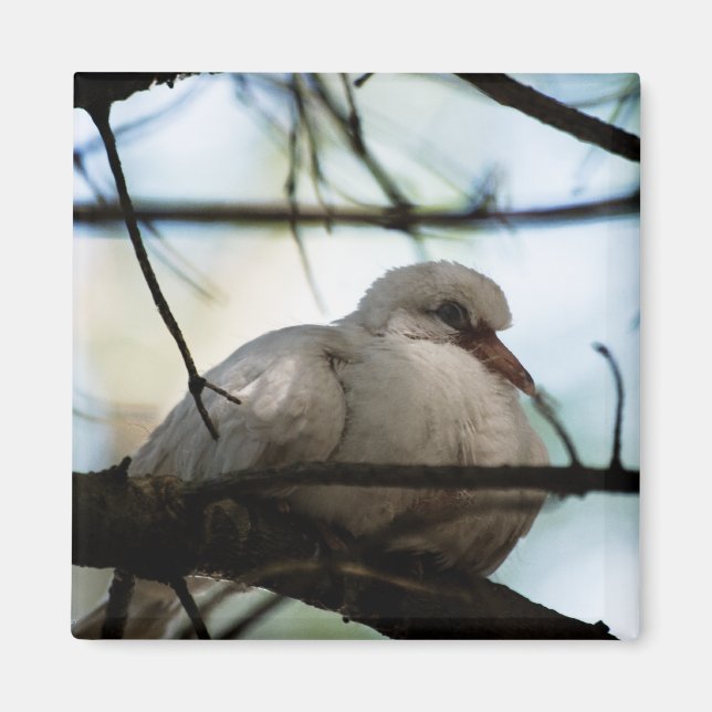 Aimant Ligne principale (Devant)