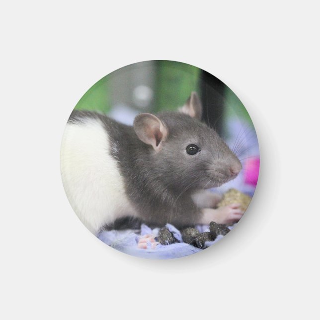 Aimant Lil rat (Devant)