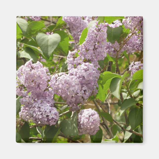Aimant Lilac Bush Belles fleurs de printemps violettes (Devant)