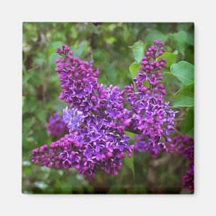 Aimant Lilacs pourpres le jour du printemps