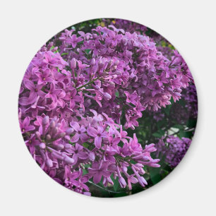Aimant lilas rose violet photo florale rose romantique