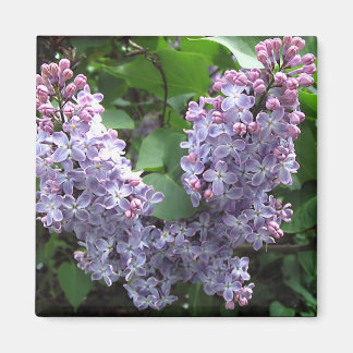 Aimant Lilas violet clair Photo