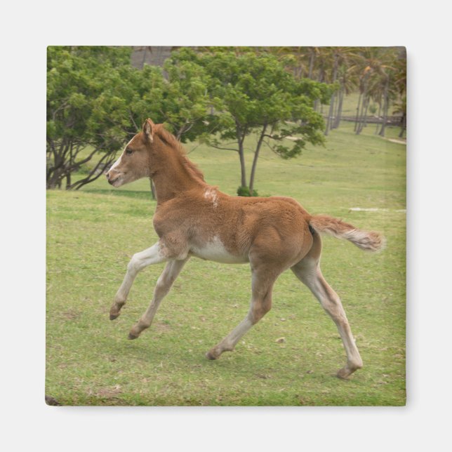 Aimant L'île de Pâques aka Rapa Nui (Devant)