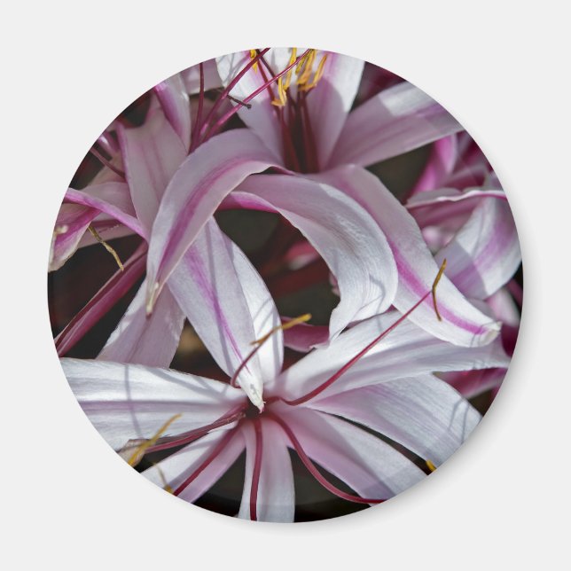 Aimant Lilies (Devant)