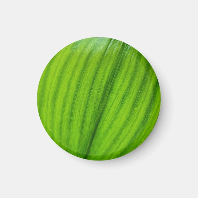 Aimant Lily de l'aimant de la vallée (Devant)