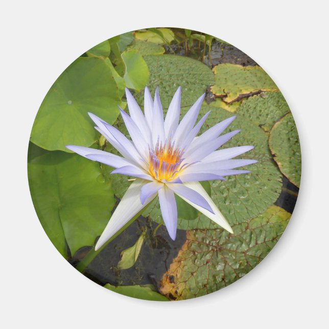 Aimant Lily d'eau (Devant)