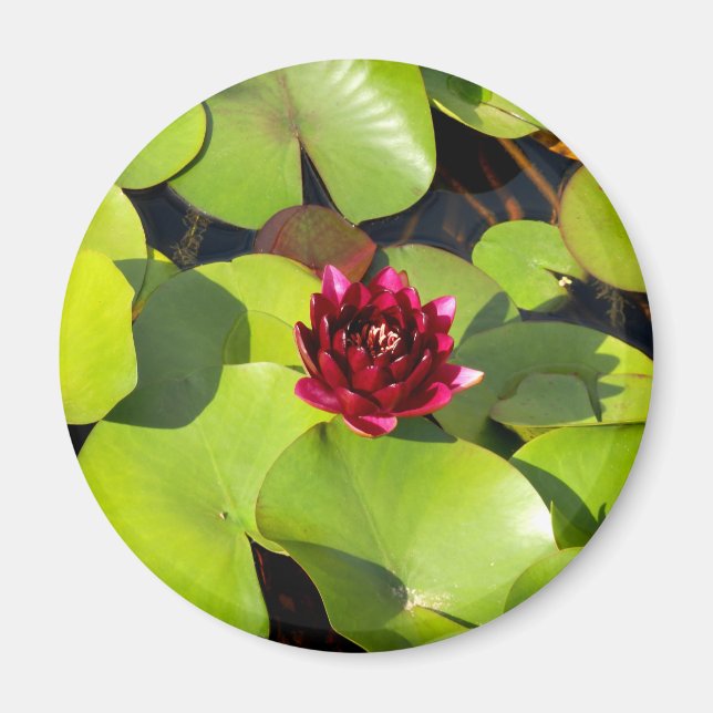 Aimant Lily d'eau (Devant)