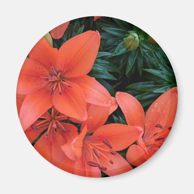 Aimant Lily orange (Devant)