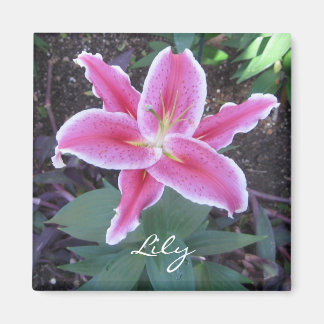 Aimant Lily rose