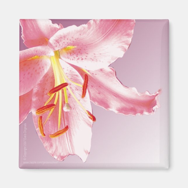 Aimant LILY Sq ROSE (Devant)