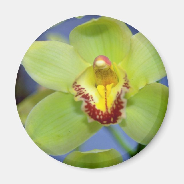 Aimant Lime fleurs de Cymbidium (Devant)