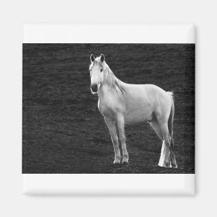 Aimant LIN10BW The Stance.tif