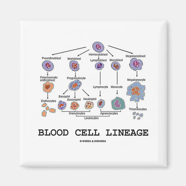 Aimant Linéage de la cellule sanguine (biologie, médecine (Devant)