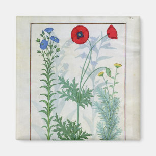 Aimant Linum, pavots cultivés et Abrotanum