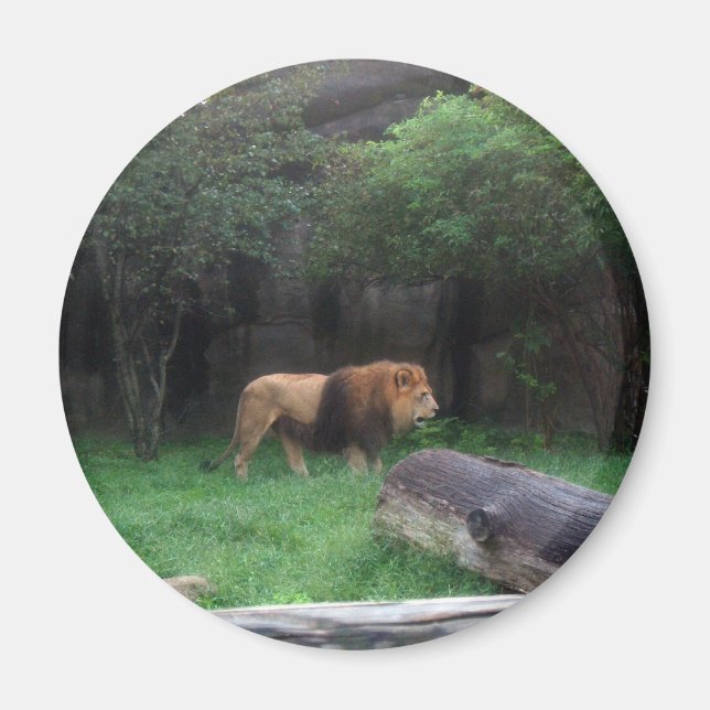 Aimant Lion (Devant)