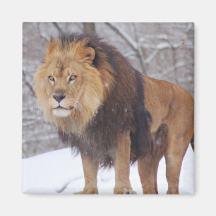 Aimant Lion