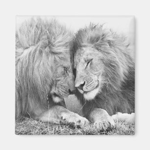 Aimant Lion
