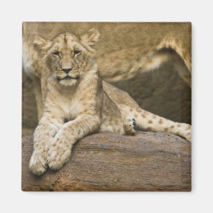 Aimant Lion
