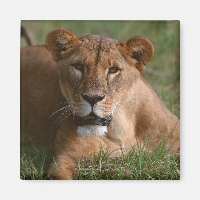 Aimant Lion (Devant)