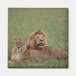 Aimant Lion 2
