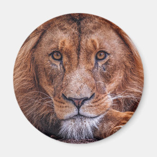 Aimant Lion africain