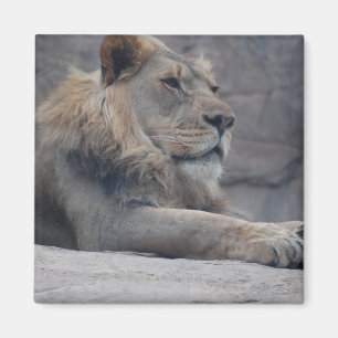Aimant Lion africain