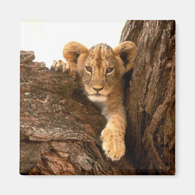 Aimant Lion Cub (Devant)
