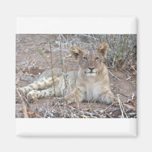 Aimant Lion Cub Avec Un Regard Doux Et Innocent.
