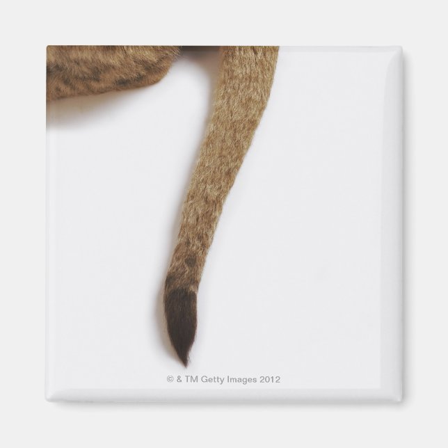 Aimant Lion cub (Panthera leo) contre blanc (Devant)