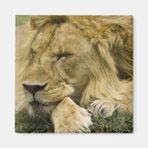Aimant Lion d'Afrique, Panthera leo, couché endormi