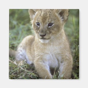 Aimant lion d'Afrique, Panthera leo), Tanzanie,