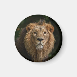 Aimant Lion dans les ombres