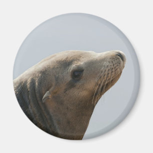 Aimant Lion de mer