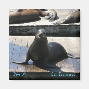 Aimant Lion de mer au quai 39 à San Francisco