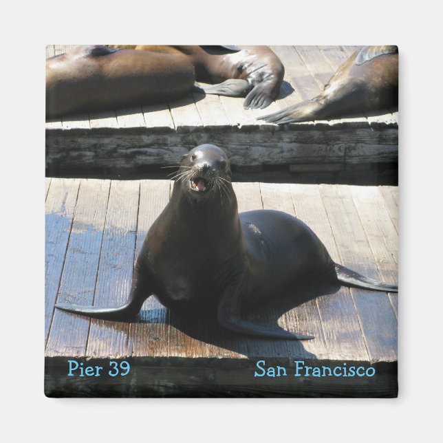 Aimant Lion de mer au quai 39 à San Francisco (Devant)