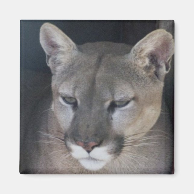 Aimant lion de montagne (Devant)