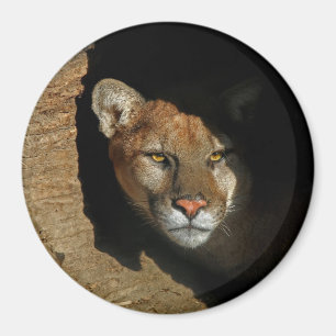 Aimant Lion de Mountian se cachant dans le rondin 3"