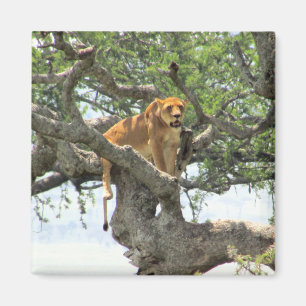 Aimant Lion escalade