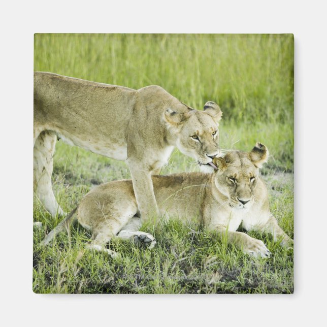 Aimant Lion et lionne, Afrique (Devant)