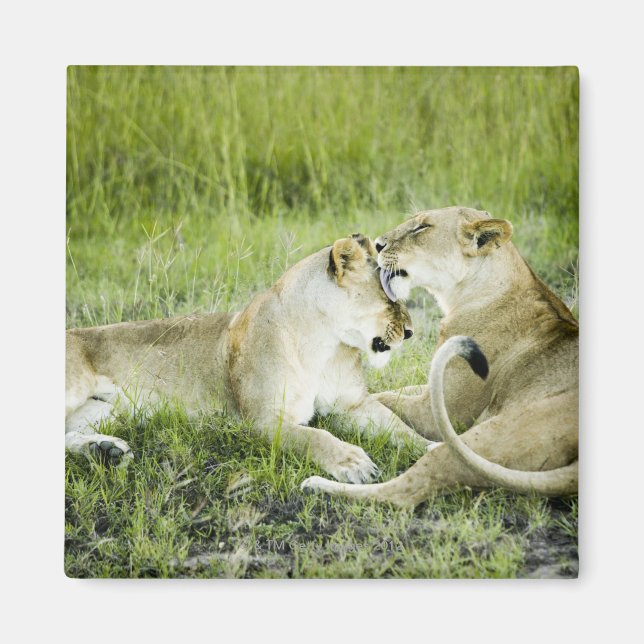 Aimant Lion et lionne, Afrique 2 (Devant)