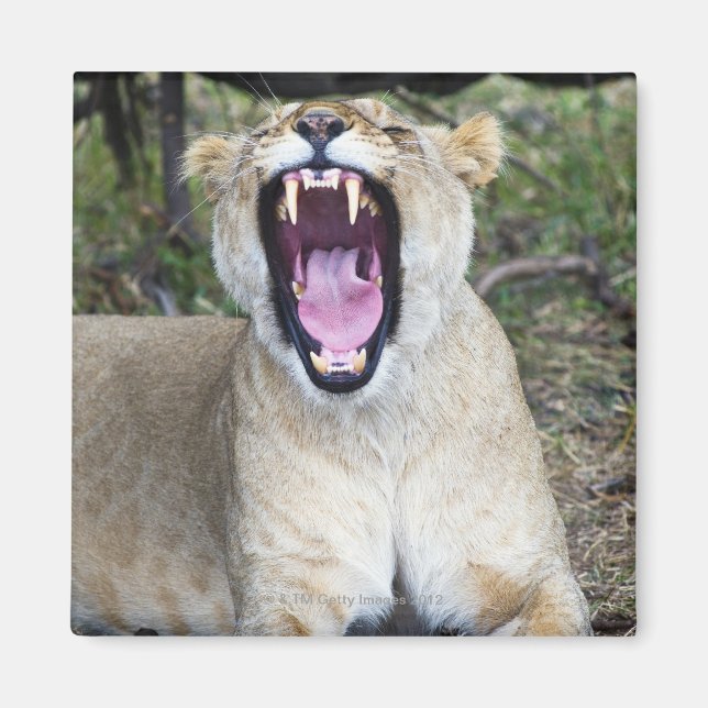 Aimant Lion femelle (Panthera leo), Masai Mara National (Devant)