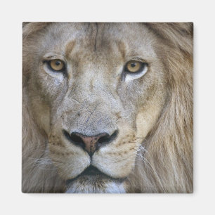 Aimant Lion mâle adulte au zoo de Sacramento, Californie