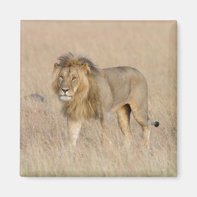Aimant Lion marche (Devant)