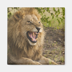 Aimant Lion masculin grondant (Panthera Lion), Okavango