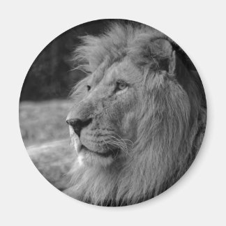 Aimant Lion noir et blanc - Animal sauvage