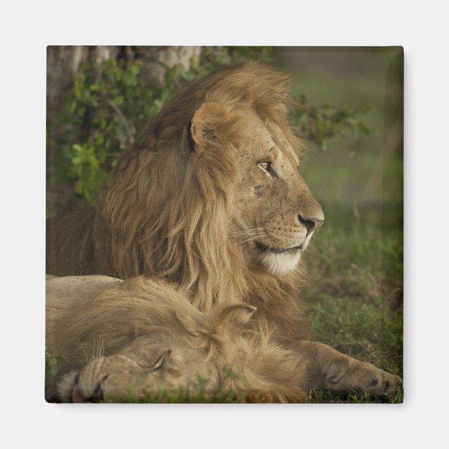 Aimant Lion, Panthera leo, Lower Mara, Masai Mara GR, (Devant)