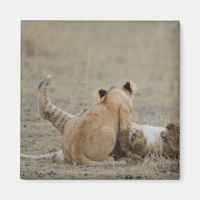 Aimant Lion (Panthera leo) petits jouant dans l'herbe, Ma (Devant)