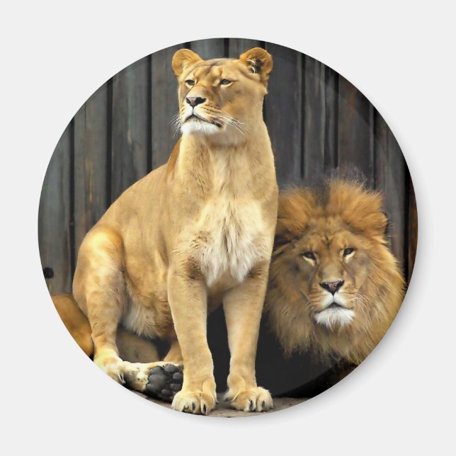 Aimant Lion - Pourquoi es-tu assise sur Moi ? (Devant)