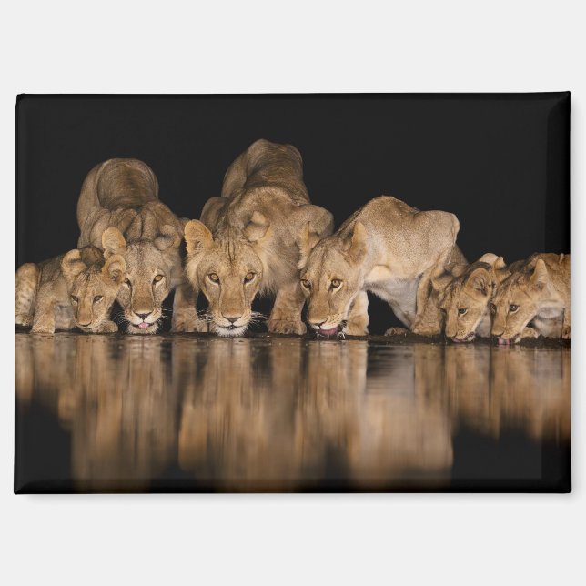 Aimant Lion Pride Drinks at the Water Hole at Night (Recto)