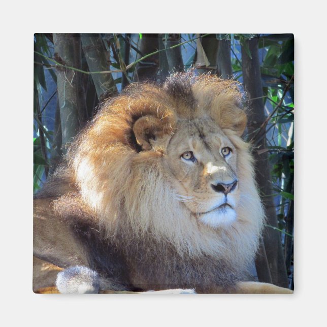 Aimant lion roi (Devant)